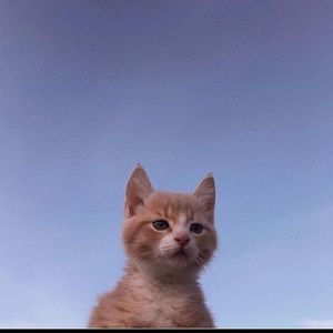 Meet your Posher, Orchid